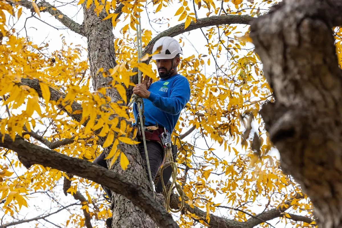 Skilled Tree Planing crew working in Chatsworth