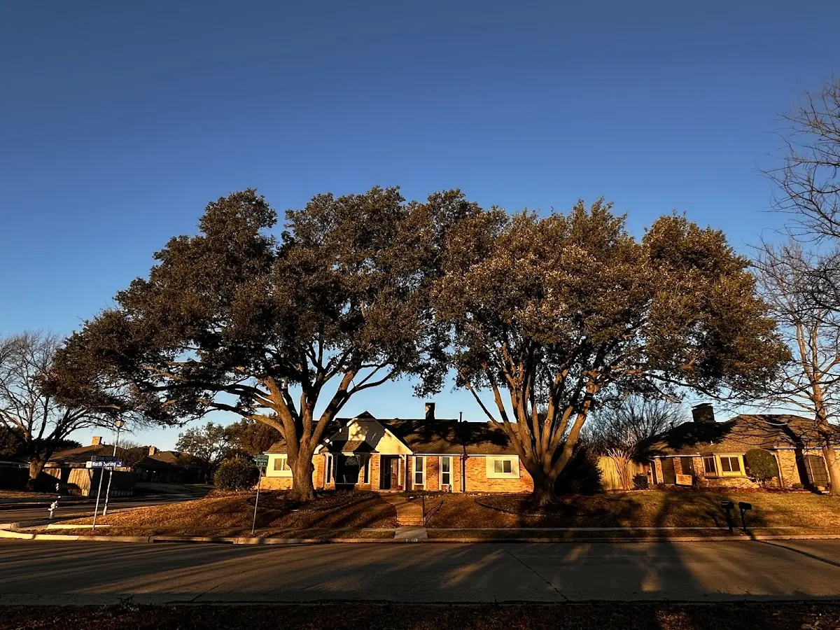 Established residential canopy tree shading a home in Chatsworth
